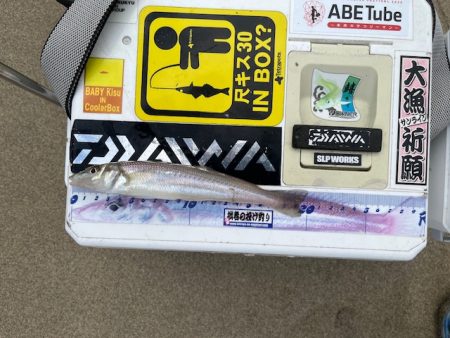 今回も落ちキス探して釣行しました