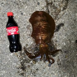 秋イカ狙い
