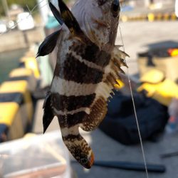 投げサビキでアジ