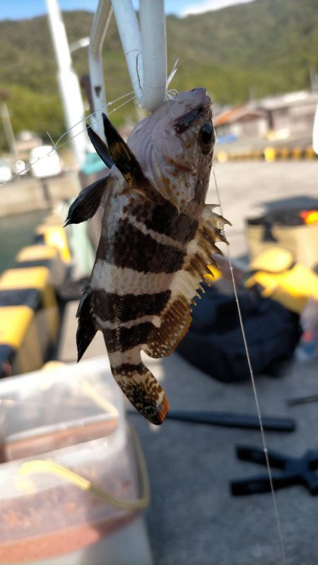 投げサビキでアジ