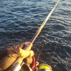 和歌山串本出雲でグレ釣り大会