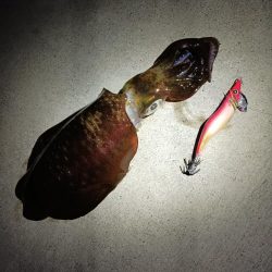 とりあえずアオリ9回目（8回目はボウズ）