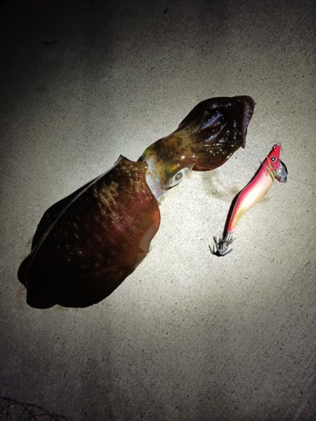 とりあえずアオリ9回目（8回目はボウズ）