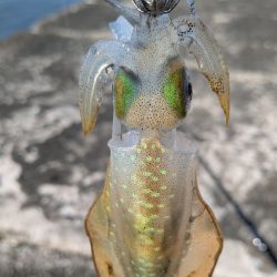 久しぶりのエギング