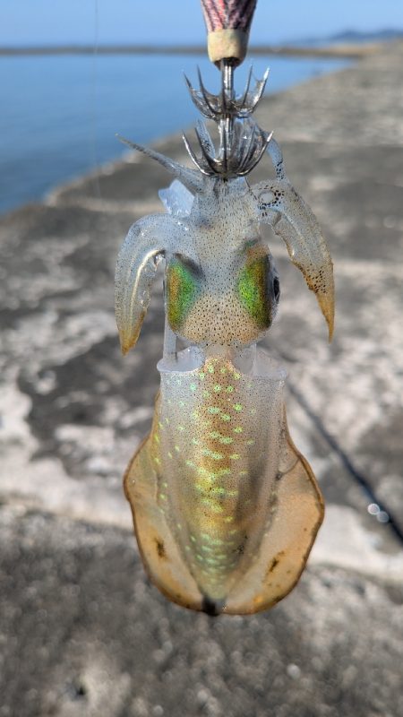 久しぶりのエギング