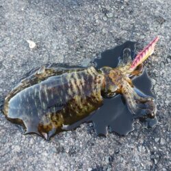 とりあえずアオリ11回目