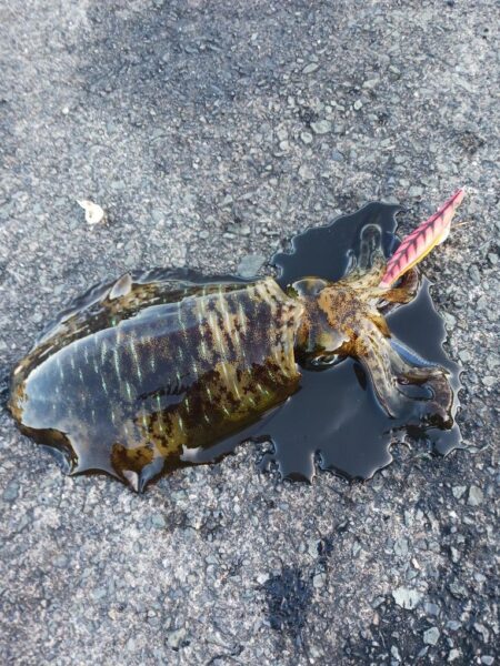 とりあえずアオリ11回目