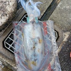 とりあえずアオリ10回目