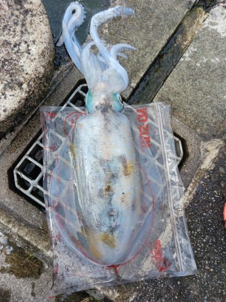 とりあえずアオリ10回目