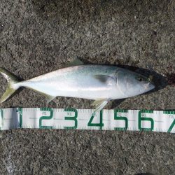 リベンジ成功！＆久々のメジロ！！