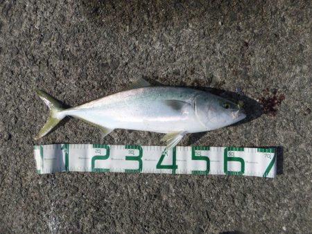 リベンジ成功！＆久々のメジロ！！