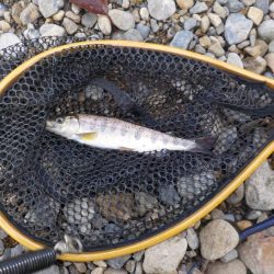 アマゴ管釣り第1戦〜小柿渓谷放流釣り場〜