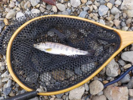 アマゴ管釣り第1戦〜小柿渓谷放流釣り場〜