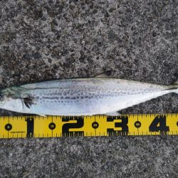 朝マズメのみの短時間釣行