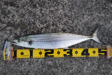 朝マズメのみの短時間釣行