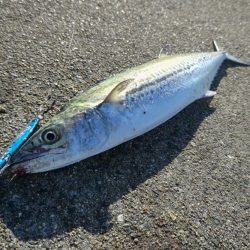 サゴシ、サゴシ