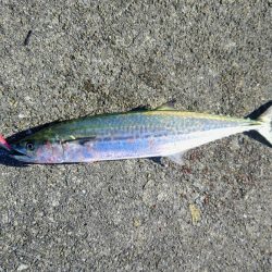 今日もサゴシいます