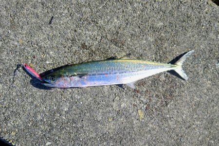 今日もサゴシいます