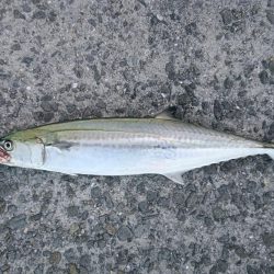 青物フィーバー