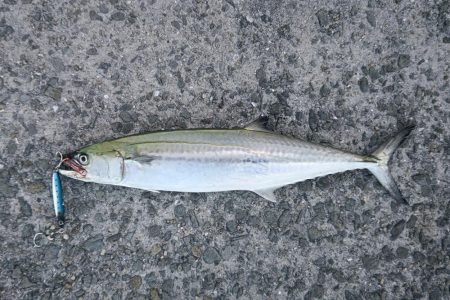 青物フィーバー