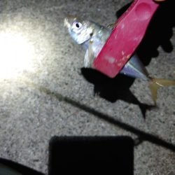 西二見漁港でアジング