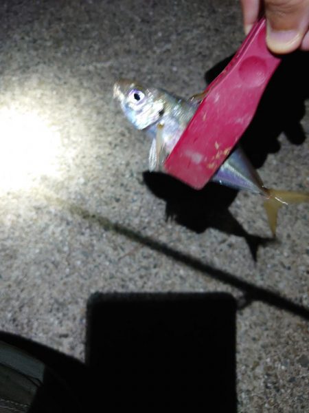 西二見漁港でアジング