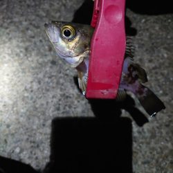 アジングのつもりがメバル