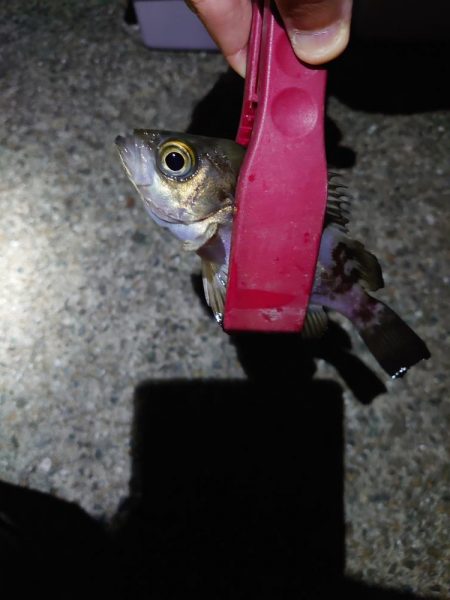 アジングのつもりがメバル