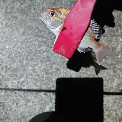 アジングのつもりが五目