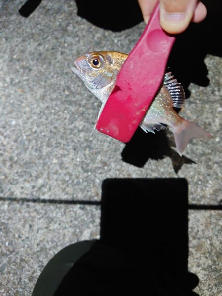 アジングのつもりが五目