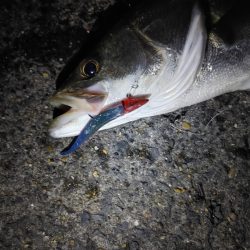 久しぶりのスズキ