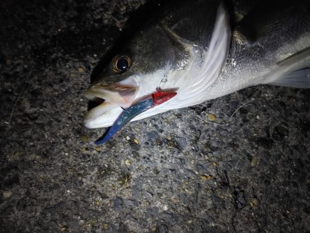 久しぶりのスズキ