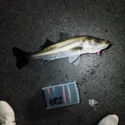 まさかのシーバス3匹