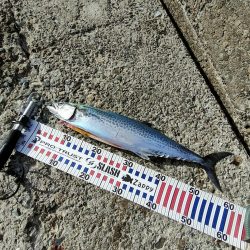 サゴシ　関東ではサワラ