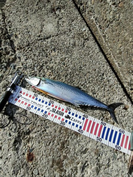 サゴシ　関東ではサワラ