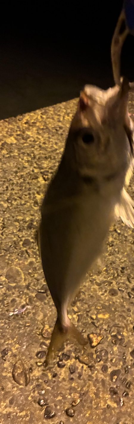 昼渋すぎ、夕方から激アツ