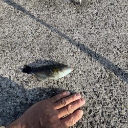 淡路島　遠征失敗