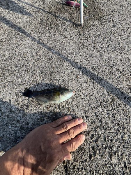 淡路島　遠征失敗