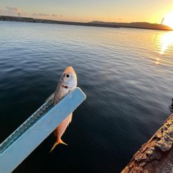 木枯らし吹くがサビキまだまだ