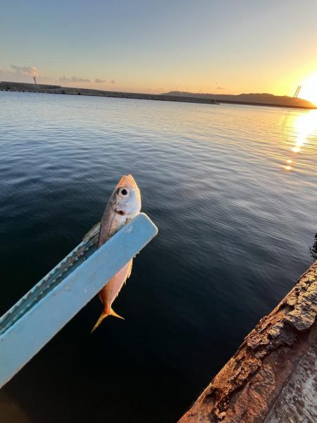 木枯らし吹くがサビキまだまだ