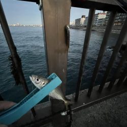 サビキも終盤？