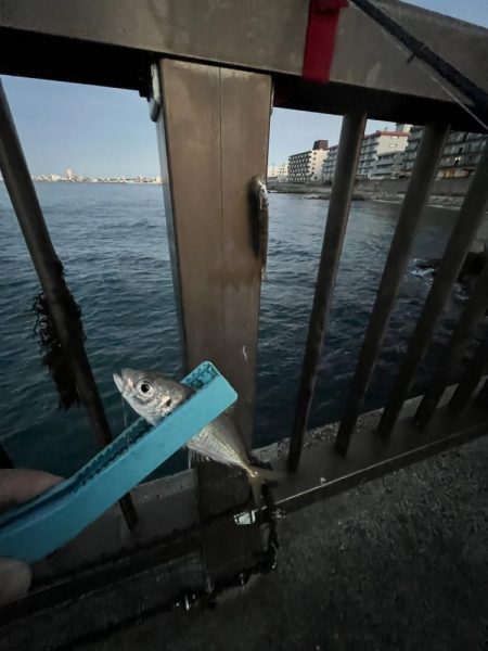 サビキも終盤？