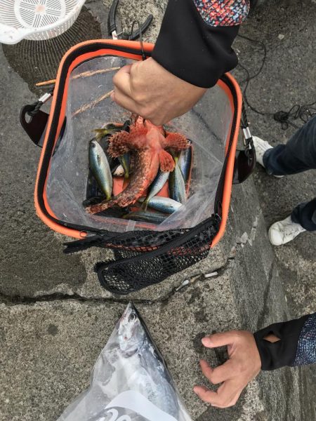 さびきでオニカサゴ