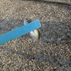 サビキまだまだ行けそう