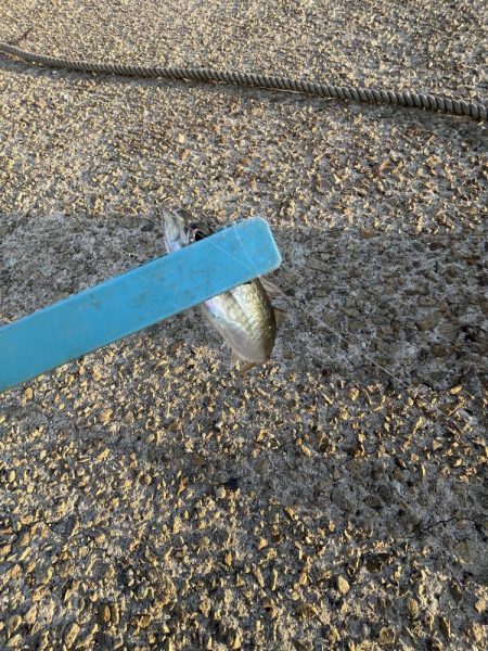 サビキまだまだ行けそう