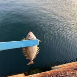 サビキまだ行けそう