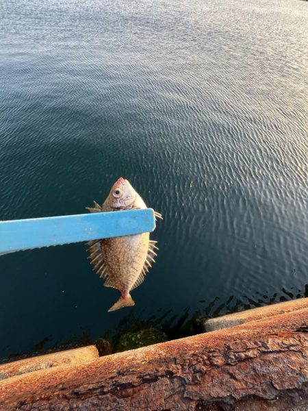 サビキまだ行けそう