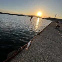 まだサビキ行けそう