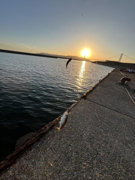 まだサビキ行けそう