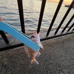 サビキもまだギリギリ